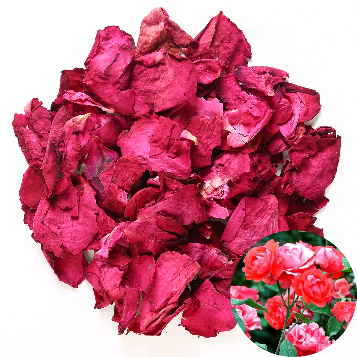 

Dried Natural Rose Petals Organic Dried Flowers Wholesale Best for Wedding party decoration, Bath, Body Wash, Foot Wash, Potpourri, Crafting