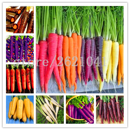

100 Pcs/Bag Carrot Seeds Delicious Fruit Vegetable Seeds 9 Colours To Choose Sweet And Healthy Food Plant For Home Garden