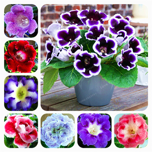 

100 Pcs Mixed Gloxinia Seeds Perennial Bonsai Balcony Flower Garden Decoration Bonsai Planting Fast Grow Beauty Your Garden