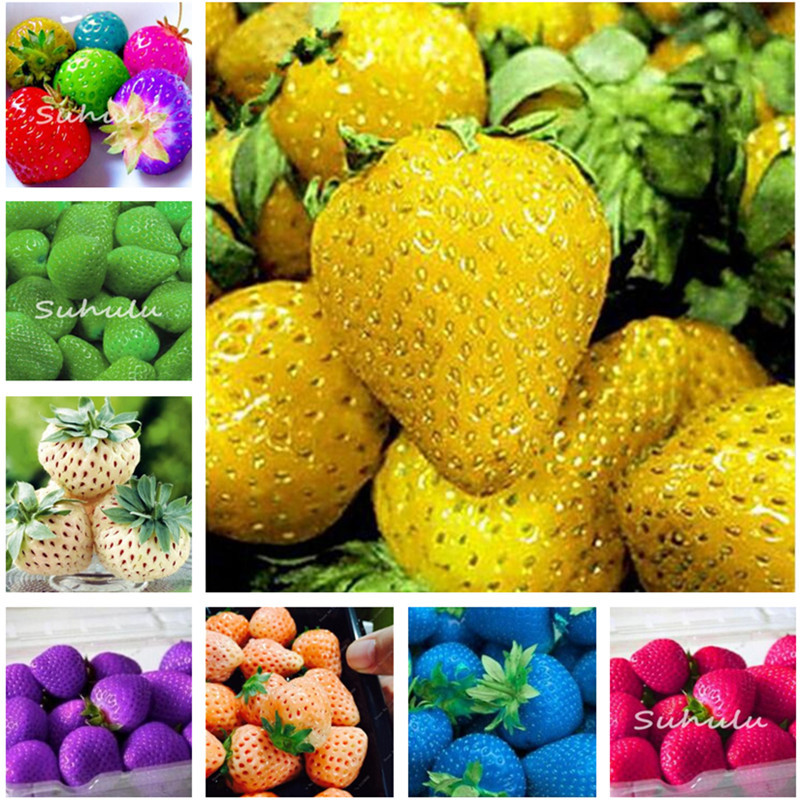 

120 Pcs Planting Rare Color Strawberry Seeds Semenatsvety Garden Bonsail Fruit Delicious Indoor Bonsai DIY Home Garden,Free Shipping