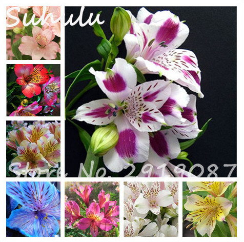 Rare Lily seeds 100 Pcs Peruvian Lily flowers Alstroemeria seeds Perennial Beautiful Flowers Mix Colors Light Up Your Garden