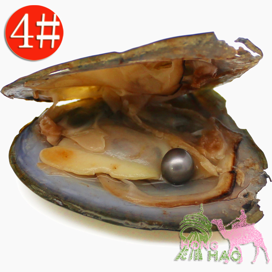 

(Free shipping by dhl 2-5 days) Wholesale 4A oyster pearls There is a pearl in oysters, there are 28 colors to choose from