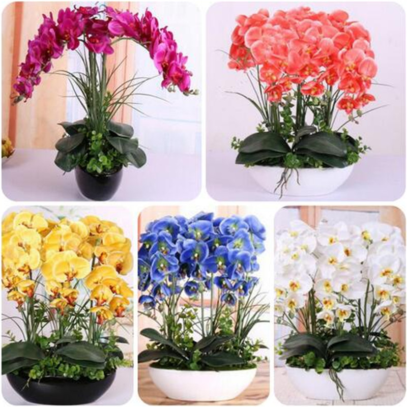 

100 PCS Phalaenopsis Orchid Seeds Rare Butterfly Orchid Potted Seeds Phalaenopsis Orchid Indoor Flowers Bonsai Potted Diy Home Garden Plant