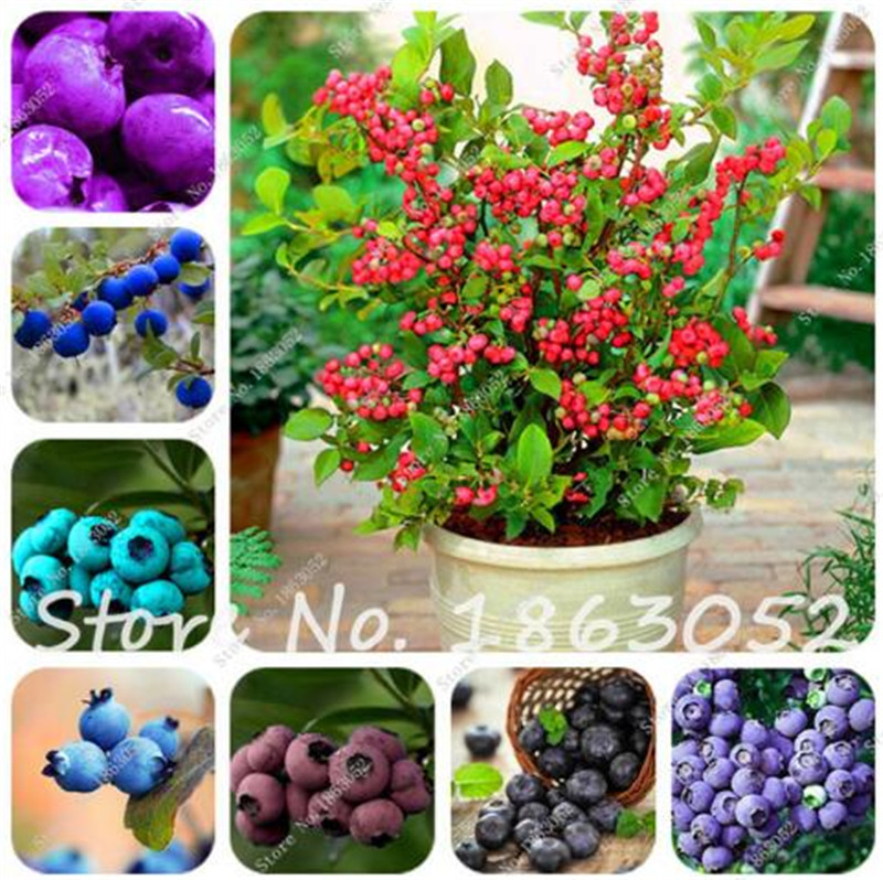 

8 Kinds Blueberry Seed Fruit Seed Potted Bonsai Tree Plant Vaccinium Seed Garden Decoration Bonsai Flower Seeds-100 pcs for sale