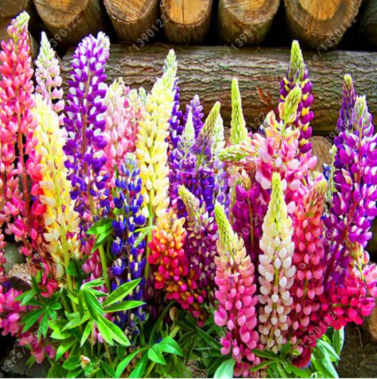 

100 pcs/bag lupin (Lupine) seeds,lupin iii,beautiful flower seeds,lupine plants budding rate 98% for home garden planting