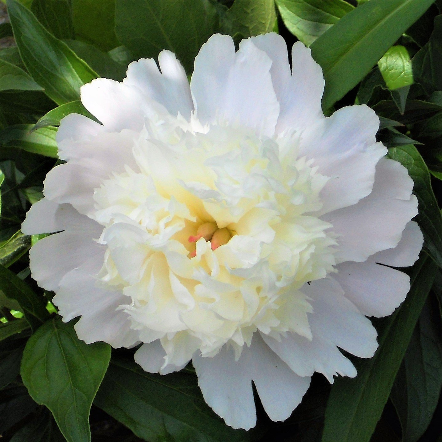 

Peony Charlie's White - 1 Healthy 3/5 Eye Peony Root Plant - Fragrant! Ships From Easy To Grow