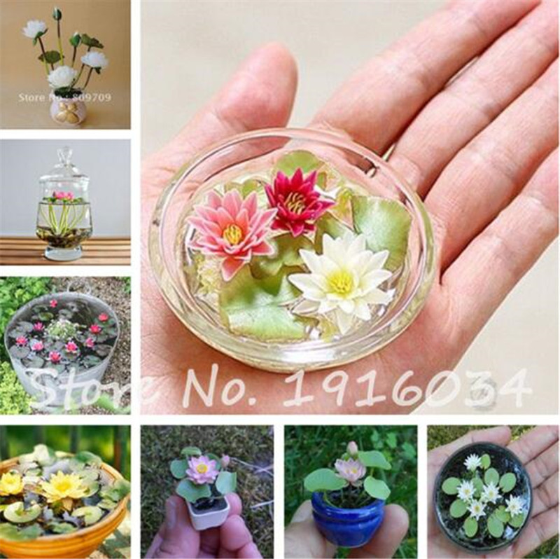 

Hot Sale 5 Pcs Mini Lotus Seeds Hydroponic Plants Aquatic Plants Flower Pot Water Lily Seeds Bonsai Balcony Flower Planting