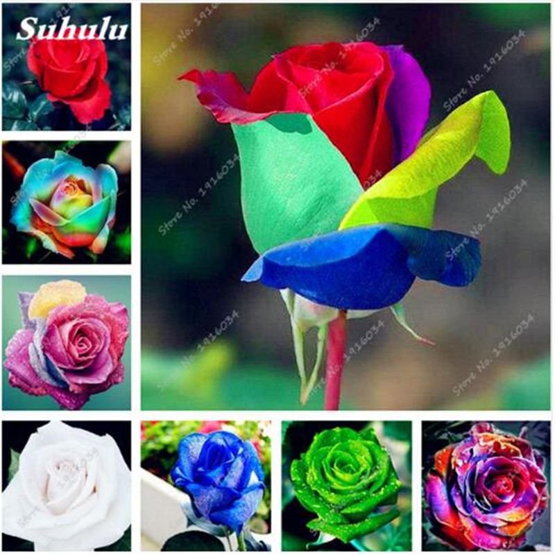 

100 pcs Rainbow Rose Seeds indoor plant seeds exotic flower garden flower seeds office desktop Ornamental Plants