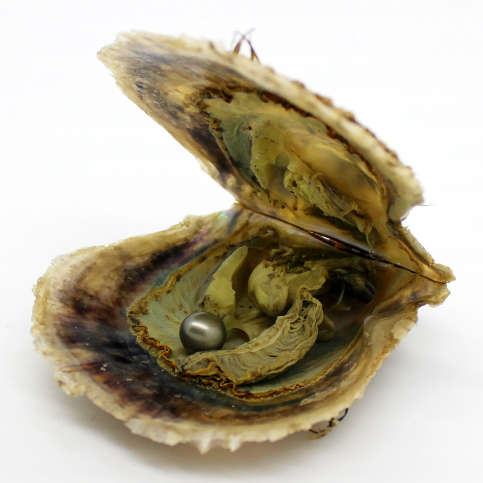 

Wholesale vacuum packaging akoya shell salt pearl pearl oyster, pearl (no flaw) 6-7mm color #4, a total of 29 colors