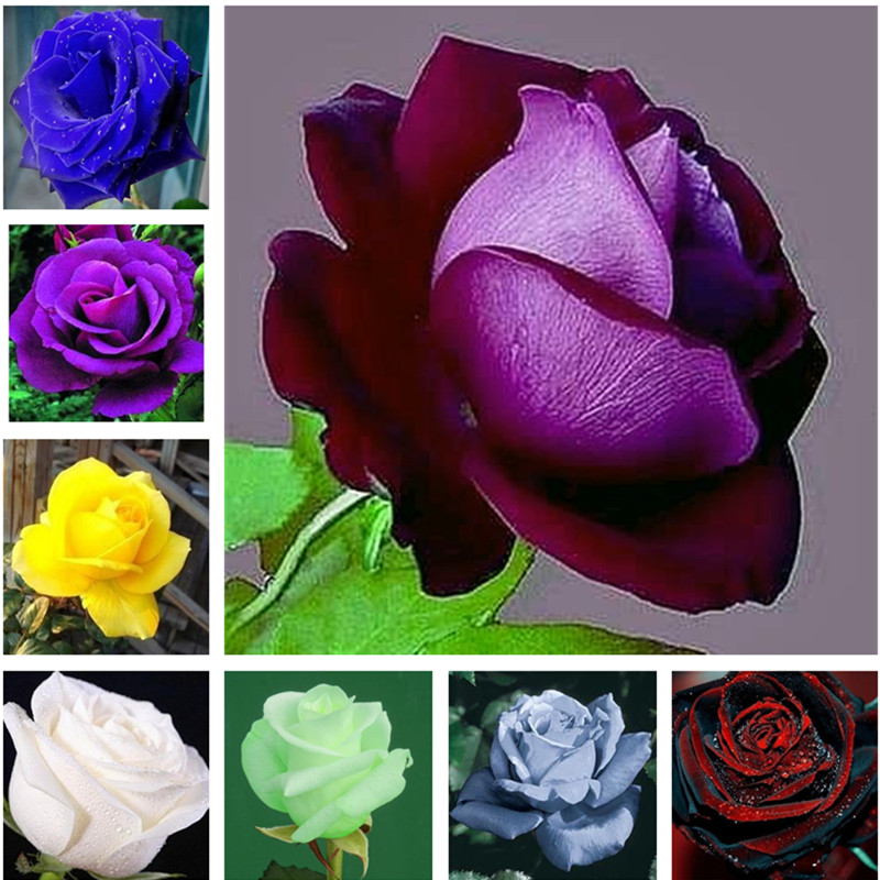 

120 pcs Rare Color Chinese Rose Tree Bonsai Seeds Perennial Flowers For Garden Potted Planters Semillas De Flores Raras
