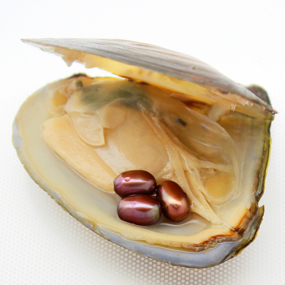 

Oval Oyster Pearl 2018 New 6-8mm 3 Same color Freshwater Natural Pearl Gift, Loose Decoration Vacuum Pack Free Shipping