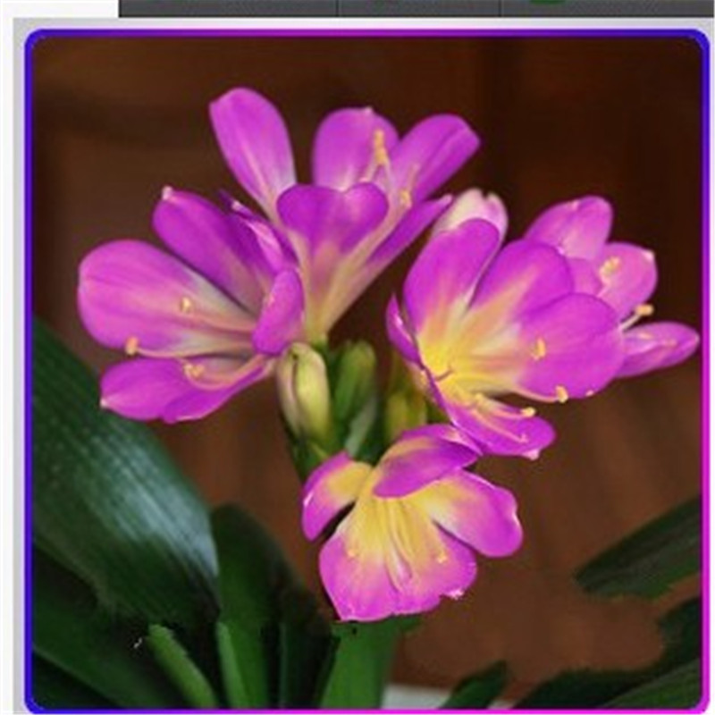 

Garden Decorations 100pcs Clivia Flower Seeds Bonsai Aerobic Potted Rare Plant for Home Courtyard Planting