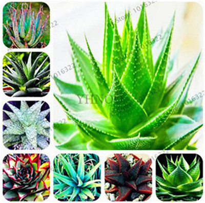 

Hot Sale!!! 100 pcs/bag Aloe Seeds Potted Ornamental Medicinal Plant Succulent Seeds, Bonsai Seeds for Home Garden Potted Plant
