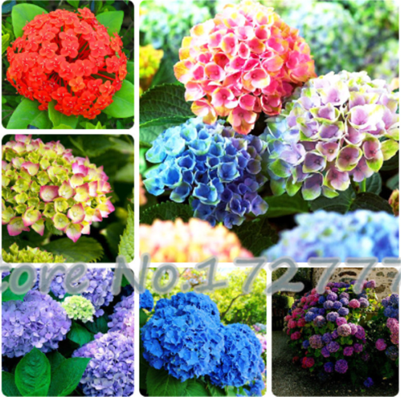 

Rare Color Mixed Hydrangea Flower Seeds Beautify The Environmen Home Garden Balcony Bonsai Fort Viburnum 200 Pcs