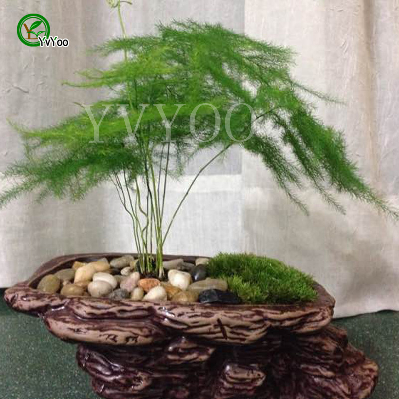 Wholesale Best Bamboo Plants For Single S Day Sales 2020 From Dhgate