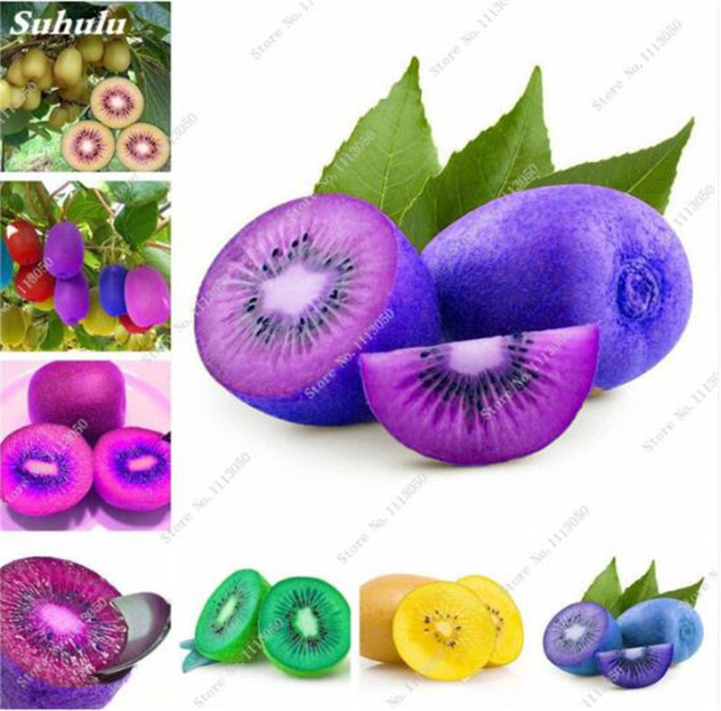 

Home Garden Fruit King Kiwi Seed, Sweet Succulent Plant Colorful Kiwi Seed, Heirloom Bonsai Tree Easy Grow 100 Pcs Free Shipping
