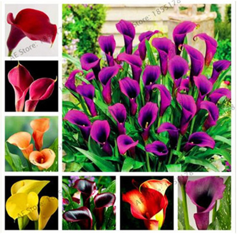 

Bonsai Flower Seeds 100 pcs/bag Colorful Calla Lily Seeds Rare Plants For Garden Lily Seeds Of Perennial Garden Flowers