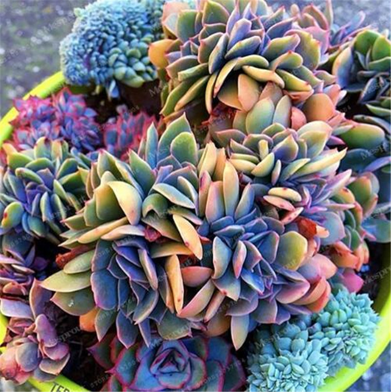 

Best-selling 100 pcs Japanese Succulents Seeds Rare Indoor Flower Mini Cactus Seeds fleshier plant Polygon flower seeds for sale