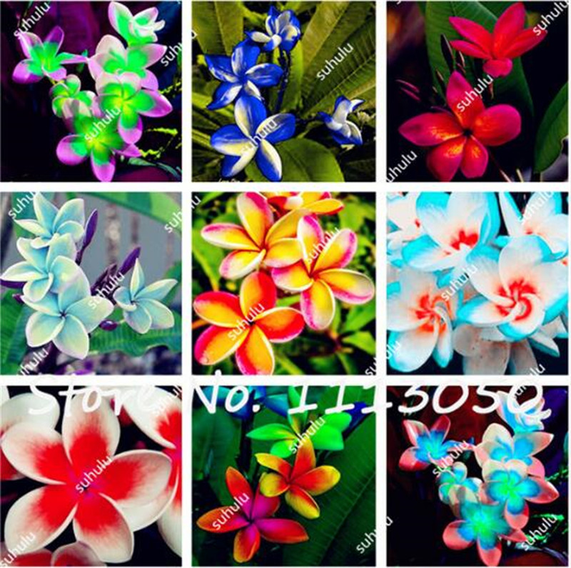 

100 Pcs/Bag Plumeria ( Frangipani, Hawaiian Lei Flower ) Seeds, Rare Exotic Flower Seeds Egg Flower Seeds for Home Garden