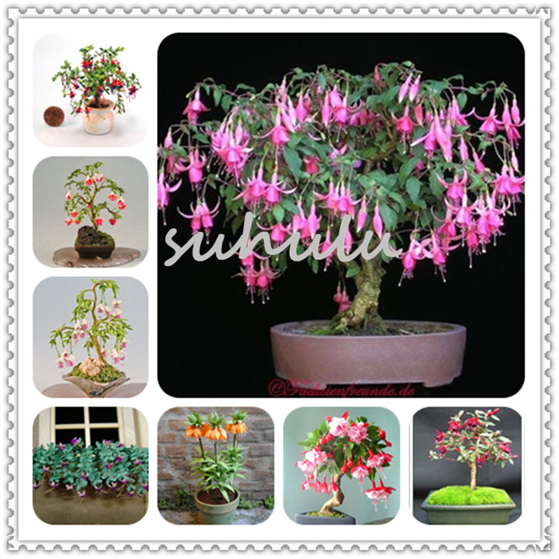 

200 pcs / Bag Rare Mini Fuchsias Seeds, Potted Flowers, Lantern Begonia,flower Seeds For Sale Home Garden Farm
