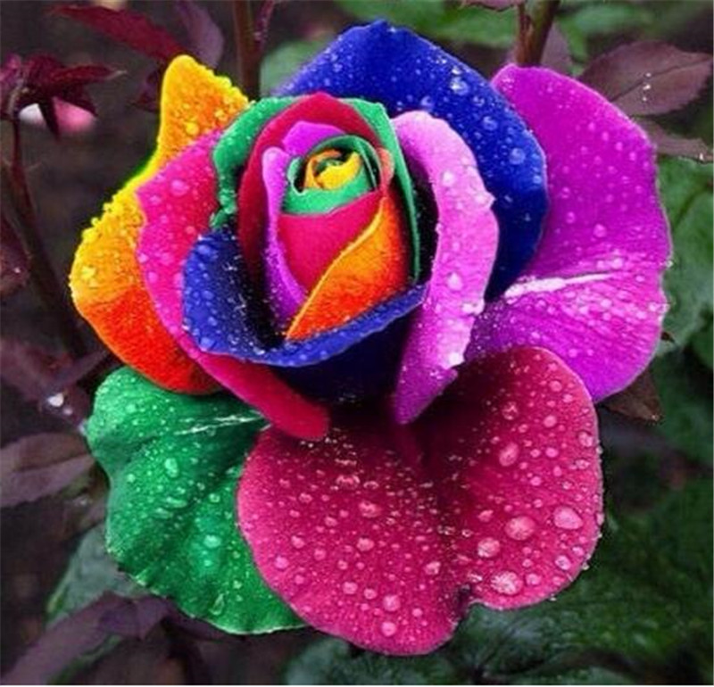 

Hot Sale! 120 Pcs Flower Seed Holland Rose Seed Lover Gift Orange Green Rainbow Rare Color To Choose DIY Home Gardening Flower