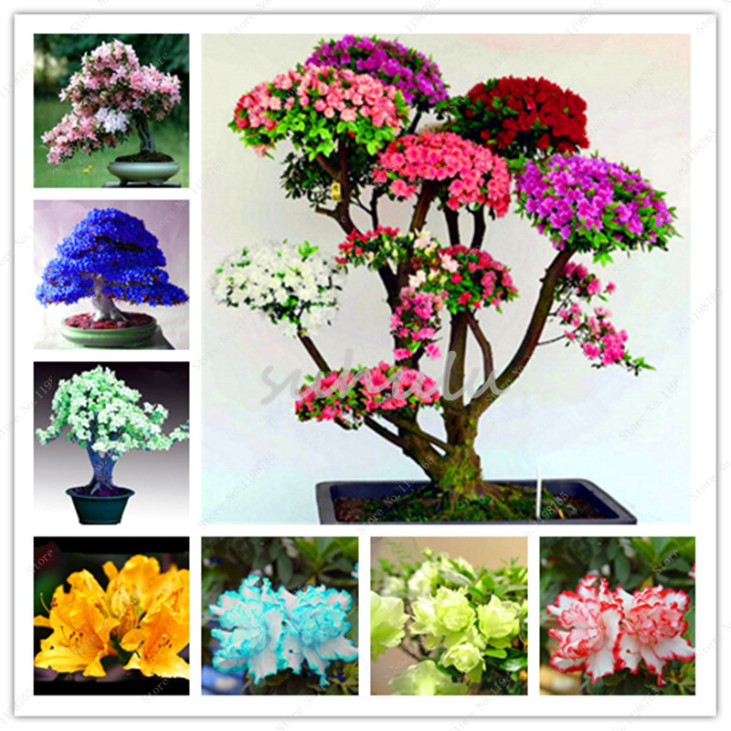 

20 Pcs Coloful Azalea Seeds Mixed Rhododendron Iggy Azalea Bonsai Flower Looks Like Sakura Japanese Cherry Blooms Pot Plant