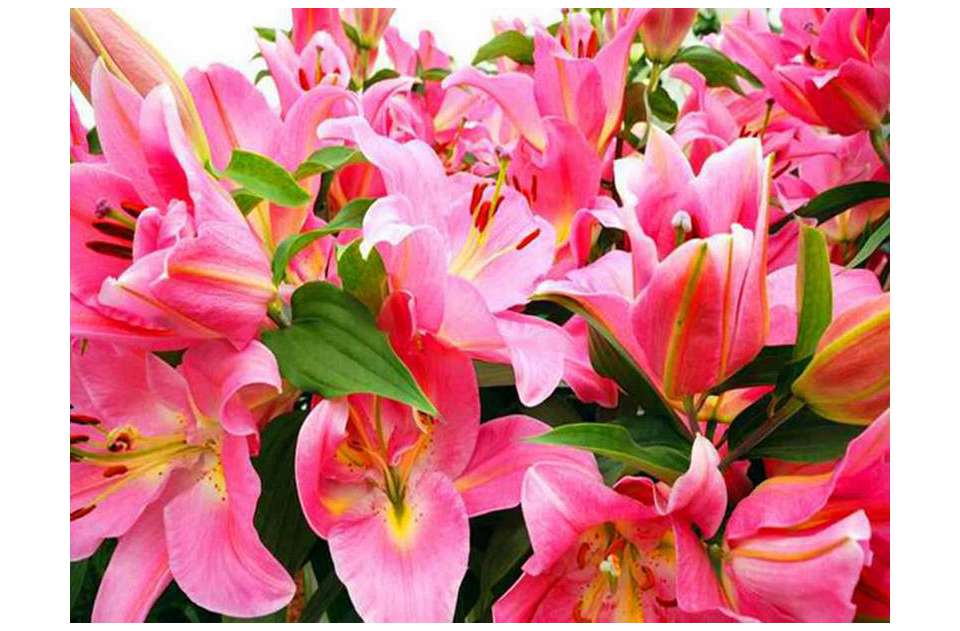 Acheter 5d Bricolage Diamant Peinture Fleur De Lys Rose Plein Carré Au Point De Croix Kits Broderie De Diamant Strass Photos Cristaux De Mosaïque