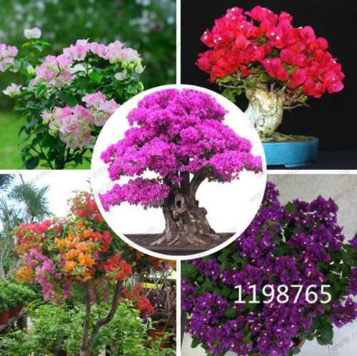 

50 Pcs/Bag Bougainvillea Seeds Beautiful Perennial Flower Seeds Colorful Bougainvillea Spectabilis Willd Seeds Garden Bonsai Pot Plant