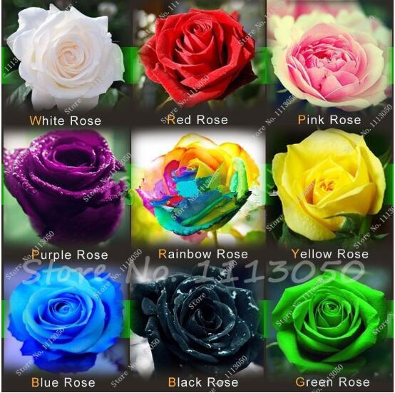 

50 pcs/bag rare mixed COLORS rose seeds rainbow rose seeds bonsai flower seeds black rose rare balcony plant for home garden