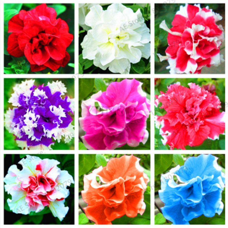 

Mixed Petunia Seeds,Double Petals Petunia Seeds,Flower Bonsai Plant Indoor Petunia Petals Flower Beauty Your Garden- 100 Pcs/Lot