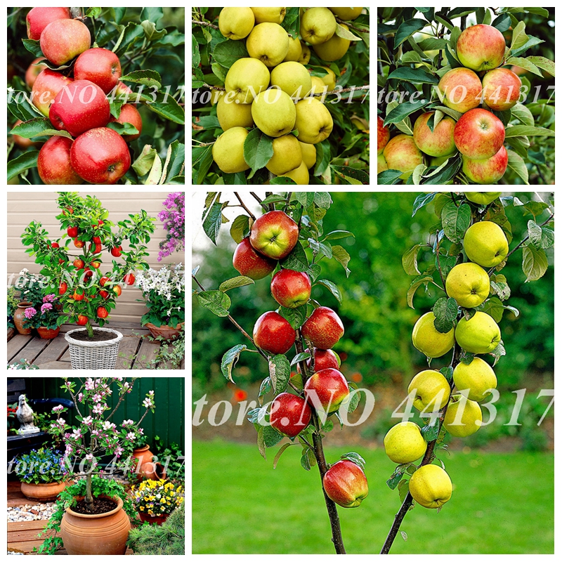 

100 pcs / bag Seeds Dwarf Apple Bonsai, Miniature Apple Tree Indoor & Outdoor Sweet Organic Fruit Vegetable Pot Plant DIY Home Garden