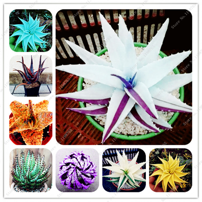 

100 Pcs Seeds Rainbow Bonsai Aloe Succulent Plants Mini Garden Mixed Lucky Aloe Planting Edible Beauty Fruit Vegeable Pot Garden Plants