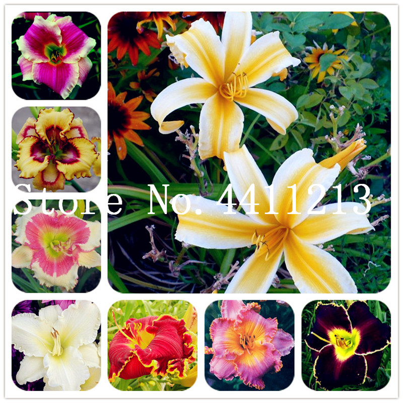 

100 Pcs Hybrid Mix Yellow Daylily Flowers Bonsai plant seeds Rare Colour Hybrid Hemerocallis plants New Day Lily plants Packet Garden Decor