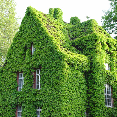 

20pcs boston ivy japanese Shinygreen Creeper Flower Seeds Bonsai Planting Season Plants for The Garden The Germination Rate 95% Beautifying And Air Purification