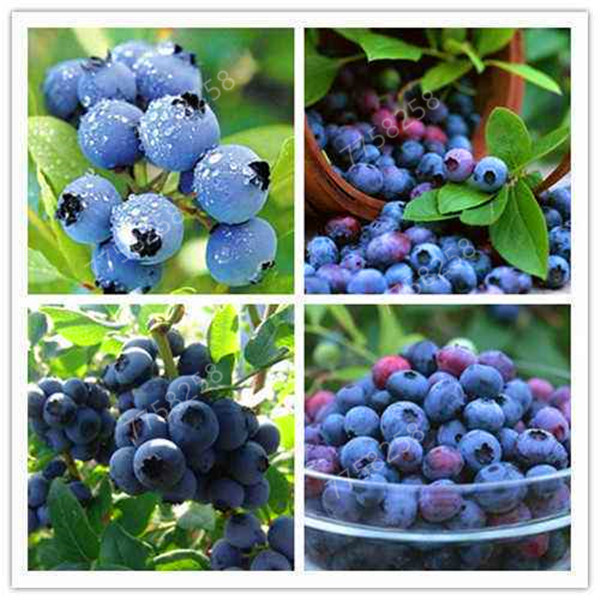 

hot sale ! BlueBerry Bonsai 500 pcs Fruit Tree seeds Highbush Blueberries DIY Countyard Bonsai plants Seedling for home garden easy to grow