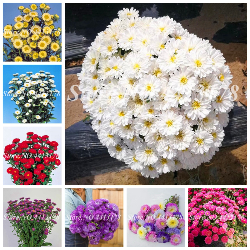 

300 pcs/ bag Seeds Rare Flower Aster CALLISTEPHUS Chinese Chrysanthemum Mixed Color Bonsai for Home Garden Decor Free