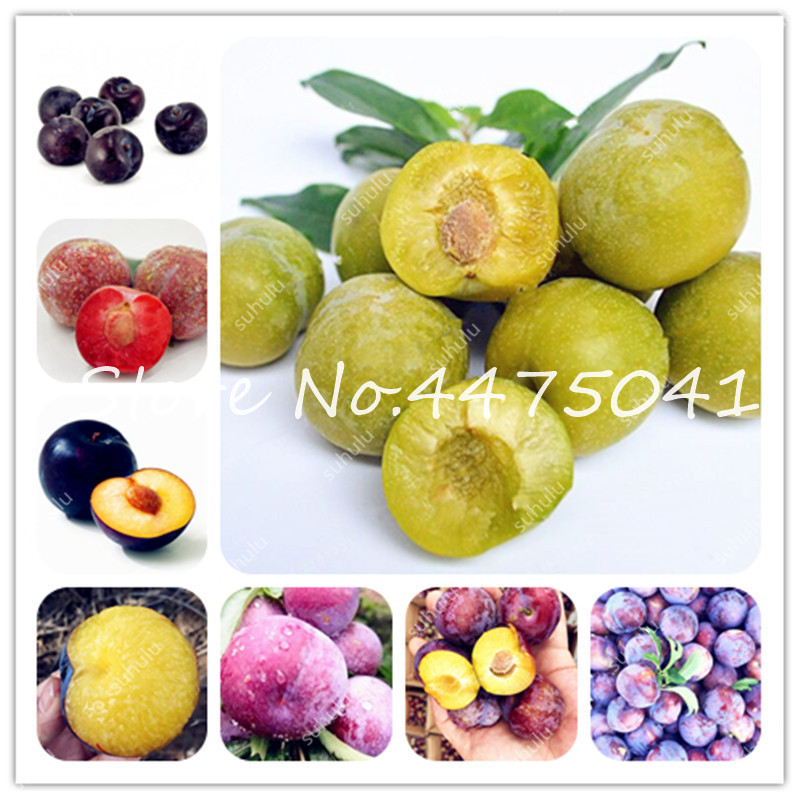 

20 Pcs Rosaceae Prunus Cerasifera Bonsai plant seeds Ornamental Plant Cherry Plum Shrub Tree,Outdoor Widely Cultivated Myrobalan Plum Fruit