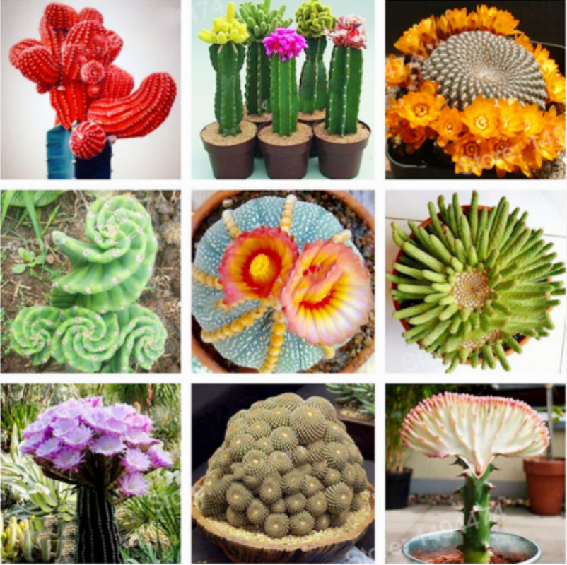 

Christmas plant of flowers 100 pcs Cactus bonsai Rare Succulents plants Flower Plantas Flowers potted gift