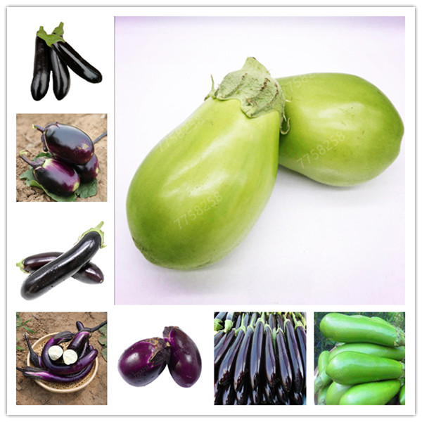 

100 Pcs Rare Eggplant bonsai flower potted plant organic vegetable trees southern United States Bonsai sweet fruit Easy to Grow