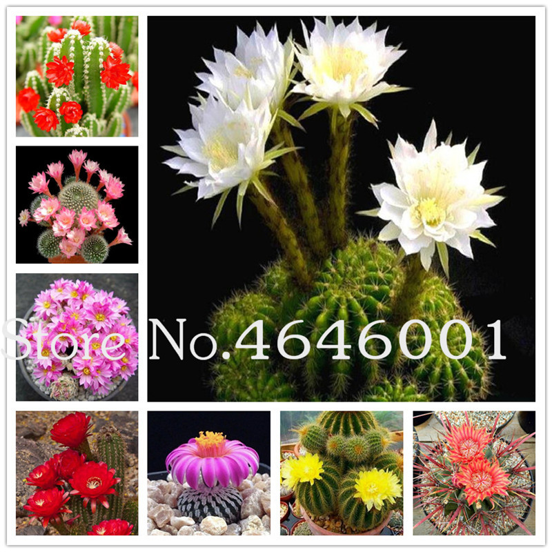 

Bonsai 500 Pcs Rare Cactus Flowering Plants Hybrid seeds Pseudotruncatella Succulent Bonsai Raw Stone Cactus Potted Plants 2020 New