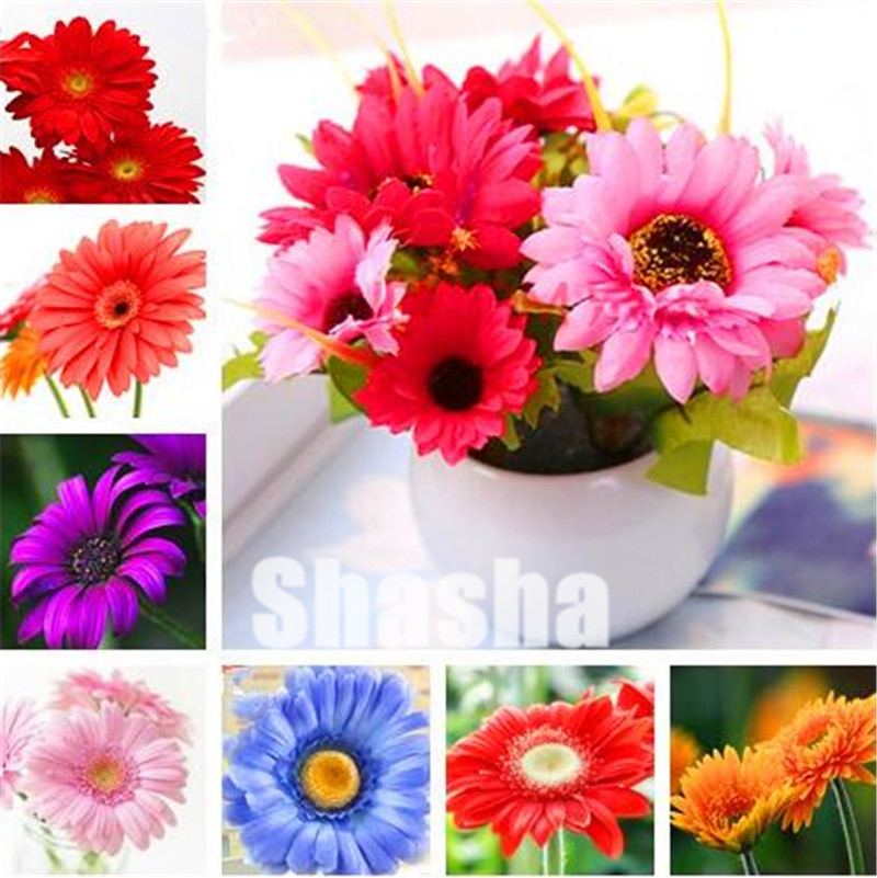 

500 Pcs/Pack, Gerbera Daisy Mix Flower flores seeds, Bonsai plants for home garden and balcony, easy to grow, best gift to friends