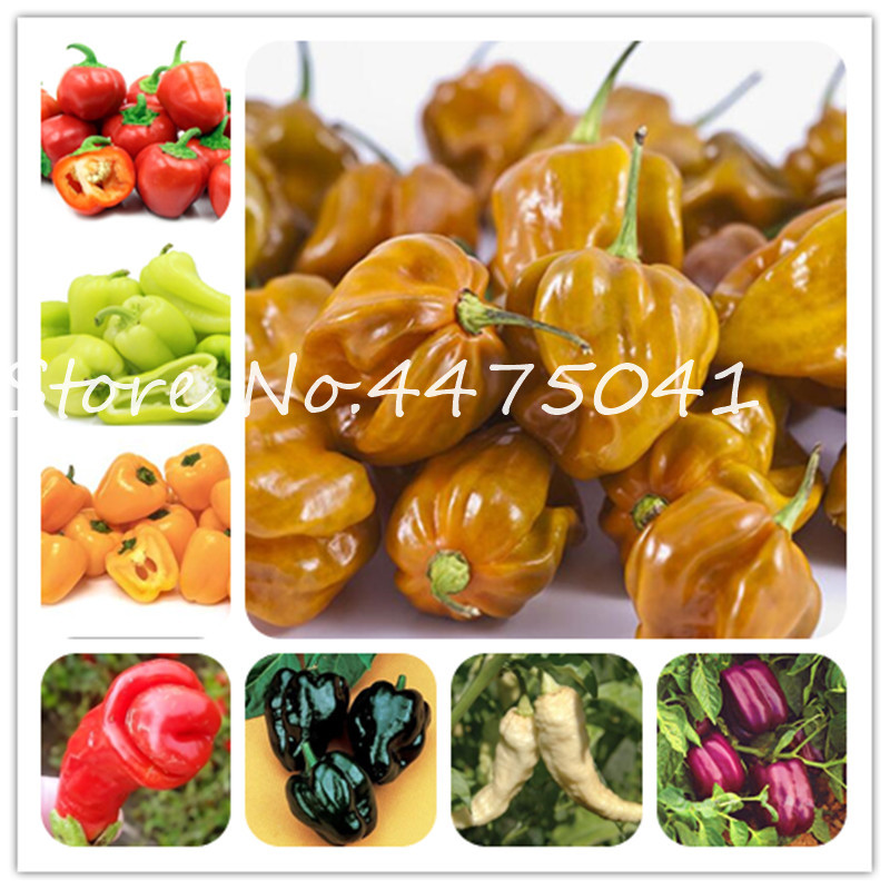 

500Pcs 24 Kinds Colors Mixed Sweet Pepper Bonsai plant seed Bell Hot Chill Bonsai Paprika Carolina Reaper Organic Bonsai Vegetable Easy Grow