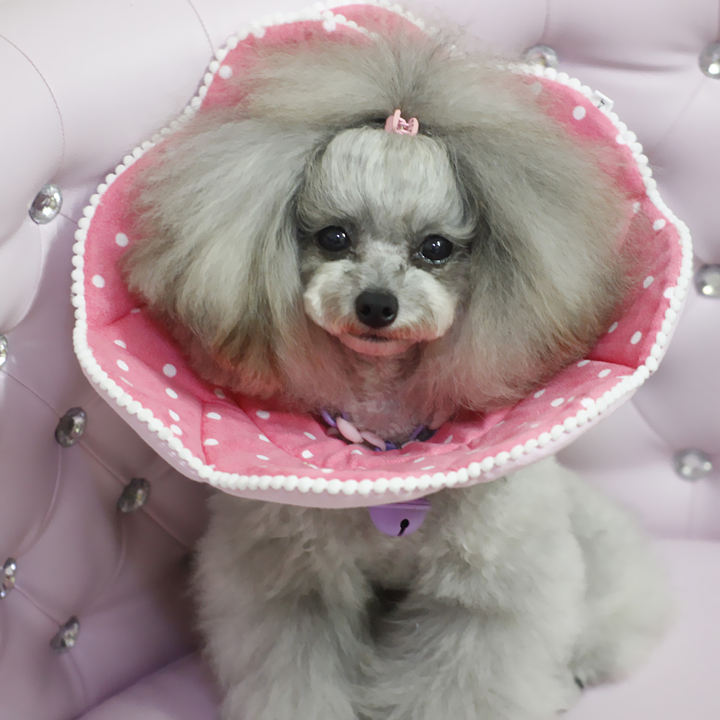 

pet cone recovery e-collar for cats dogs anti-bite elizabethan collar