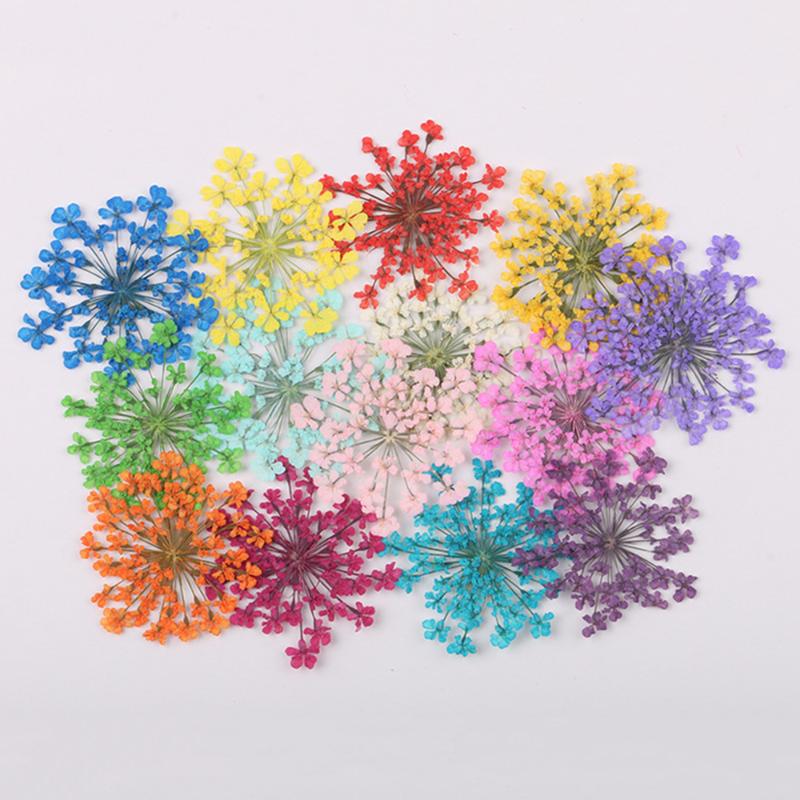 

12Pcs/Lot Pressed Dried Ammi Majus Flower Dry Plants For Epoxy Resin Pendant Necklace Jewelry Making Craft DIY Decor Accessories, Beige