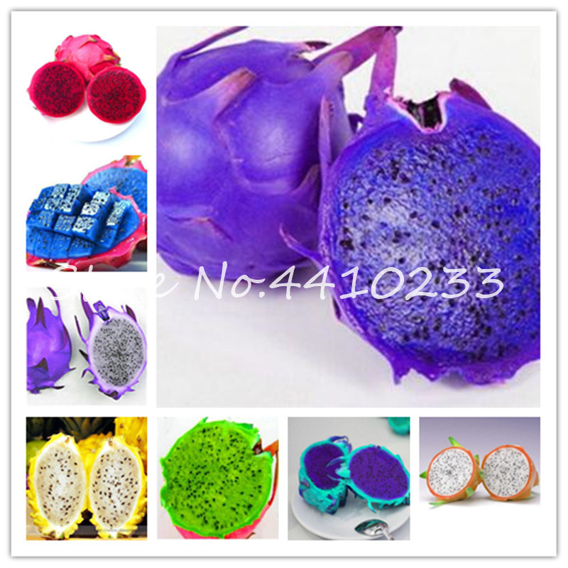 

100 Pcs Japanese Pitaya Bonsai Organic Sweet Fruit Bonsai Plants Anti-Aging Non-Gmo White Dragon Fruit Bonsai For Home & Garden