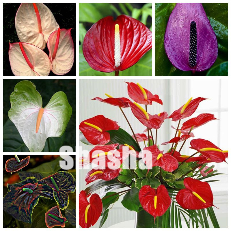 

200 Pcs Seeds Indoor Bonsai Anthurium plants Indoor Potted Hydroponic Flowers Plant Anthurium Andraeanum Mix Colors Garden Plants