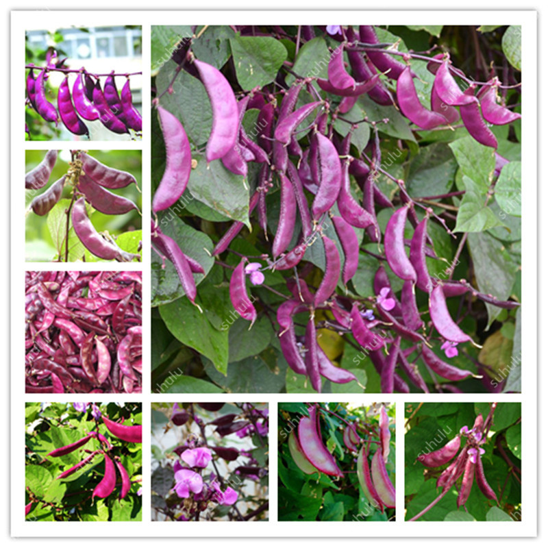 

100 Pcs Purple Sweet Lentils Bonsai Peas Green Beans seeds Green Beans Purple Beans Lentils Non Meidou Organic Vegetable Diy Garden