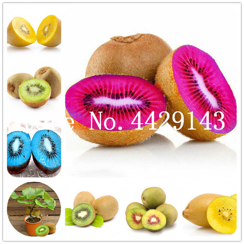

Bonsai 100 pcs/bag Fruit Seeds,four Kinds Kiwi,red Yellow Green Purple Nutrition Is Rich Tasty And Delicious,DIY Home Garden,non-gmo