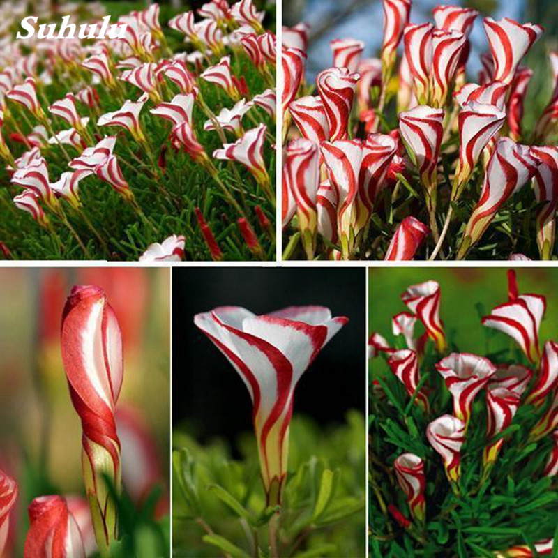 

200 Pcs Seeds Rare Bonsai Oxalis Flower Red White Rotary Indoor Oxalis World's Rare Flowers For Garden Home Flowers Pot Planting