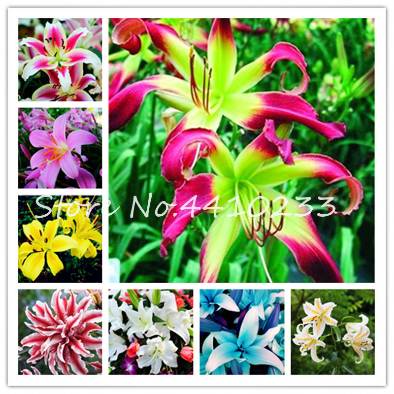 

Cheap 100 Pcs Bonsai Lily flower seeds Rare Flowers Plant Colorful Lilium Flowers For Home & Garden Promotions Bonsai Easy Grow
